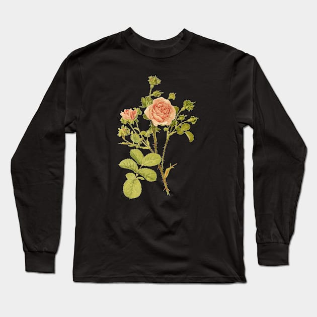 Tea Rose Flower Vintage Botanical Illustration Long Sleeve T-Shirt by Biophilia